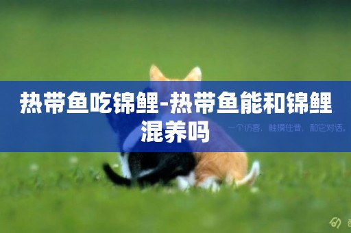 熱帶魚吃錦鯉-熱帶魚能和錦鯉混養嗎