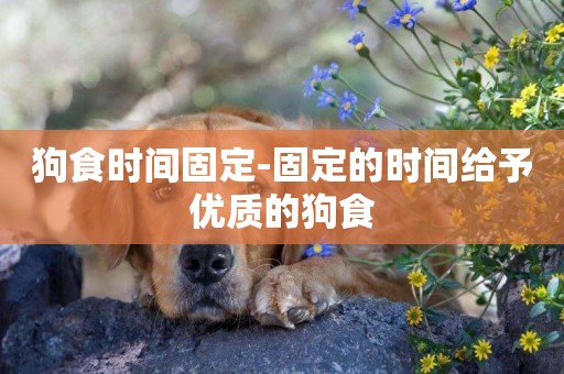 狗食時間固定-固定的時間給予優質的狗食
