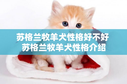 蘇格蘭牧羊犬性格好不好 蘇格蘭牧羊犬性格介紹
