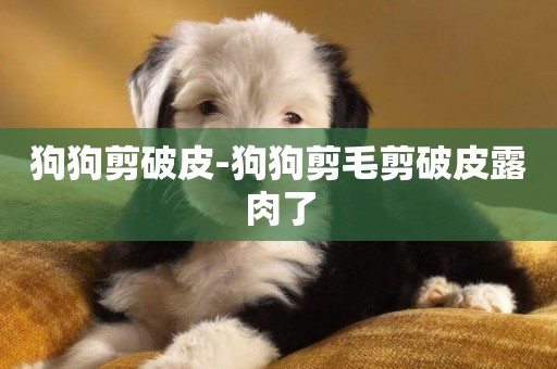 狗狗剪破皮-狗狗剪毛剪破皮露肉了