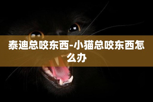 泰迪總咬東西-小貓總咬東西怎么辦
