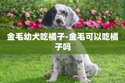 金毛幼犬吃橘子-金毛可以吃橘子嗎