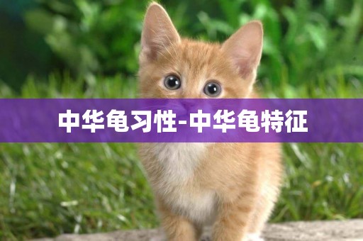 中華龜習性-中華龜特征