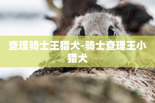 查理騎士王獵犬-騎士查理王小獵犬