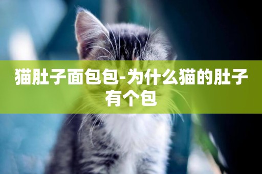 貓肚子面包包-為什么貓的肚子有個包