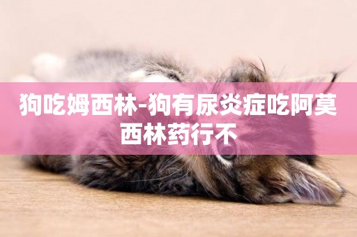 狗吃姆西林-狗有尿炎癥吃阿莫西林藥行不