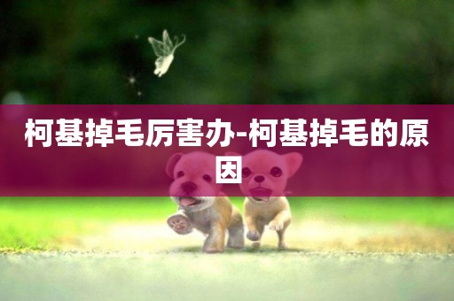 柯基掉毛厲害辦-柯基掉毛的原因
