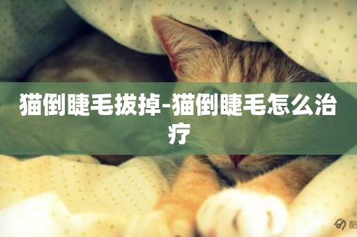 貓倒睫毛拔掉-貓倒睫毛怎么治療