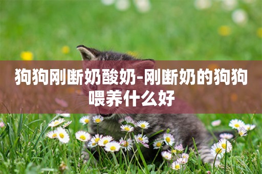 狗狗剛斷奶酸奶-剛斷奶的狗狗喂養什么好