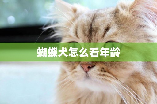 蝴蝶犬怎么看年齡