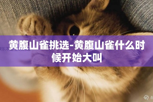黃腹山雀挑選-黃腹山雀什么時候開始大叫