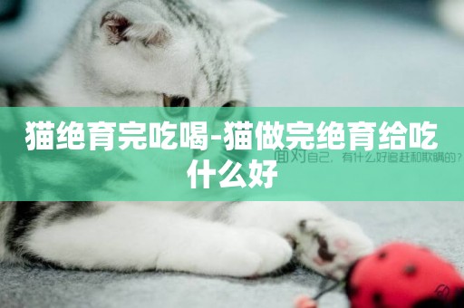 貓絕育完吃喝-貓做完絕育給吃什么好