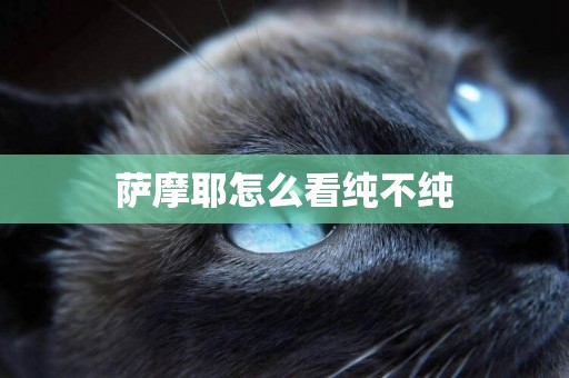 薩摩耶怎么看純不純