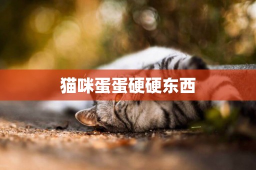 貓咪蛋蛋硬硬東西