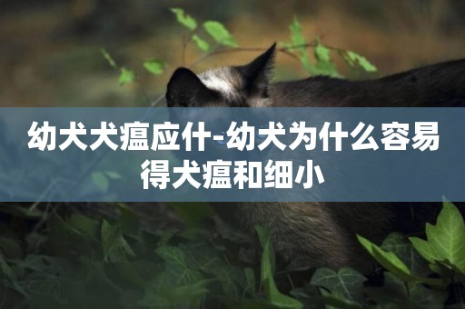 幼犬犬瘟應什-幼犬為什么容易得犬瘟和細小