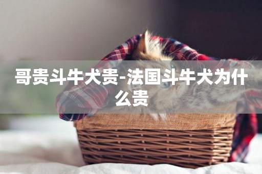哥貴斗牛犬貴-法國斗牛犬為什么貴