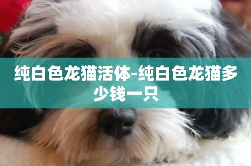 純白色龍貓活體-純白色龍貓多少錢一只