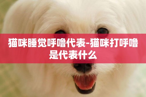 貓咪睡覺呼嚕代表-貓咪打呼嚕是代表什么