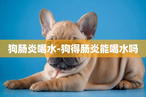 狗腸炎喝水-狗得腸炎能喝水嗎