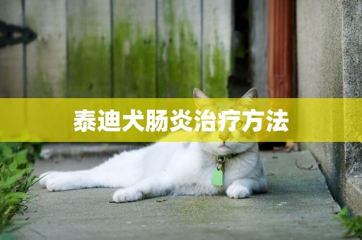 泰迪犬腸炎治療方法