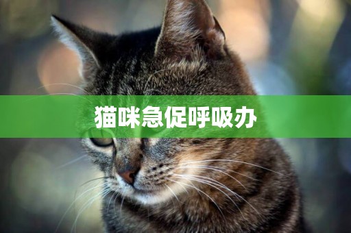 貓咪急促呼吸辦