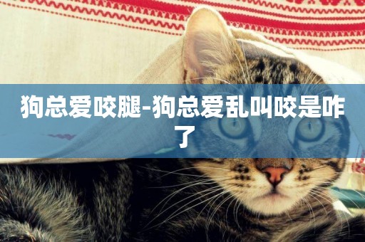 狗總愛咬腿-狗總愛亂叫咬是咋了