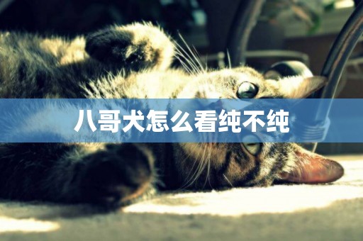八哥犬怎么看純不純