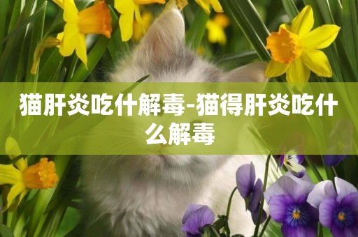 貓肝炎吃什解毒-貓得肝炎吃什么解毒