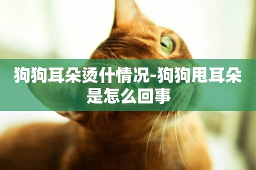 狗狗耳朵燙什情況-狗狗甩耳朵是怎么回事