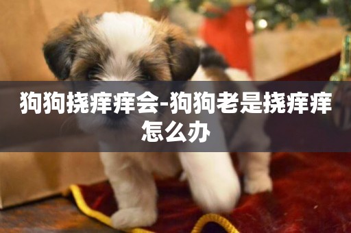 狗狗撓癢癢會-狗狗老是撓癢癢怎么辦