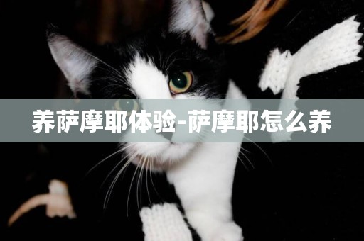 養薩摩耶體驗-薩摩耶怎么養
