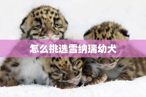 怎么挑選雪納瑞幼犬