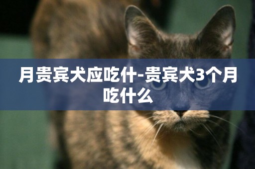 月貴賓犬應吃什-貴賓犬3個月吃什么