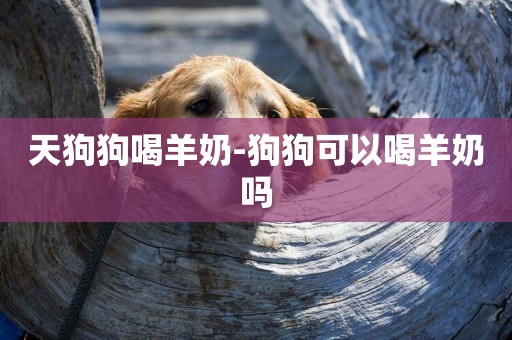 天狗狗喝羊奶-狗狗可以喝羊奶嗎