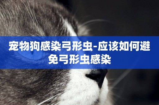 寵物狗感染弓形蟲-應該如何避免弓形蟲感染