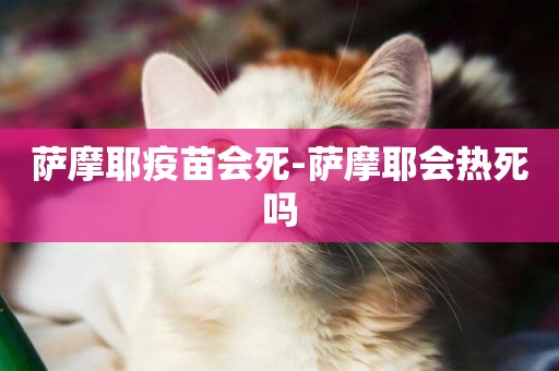 薩摩耶疫苗會死-薩摩耶會熱死嗎