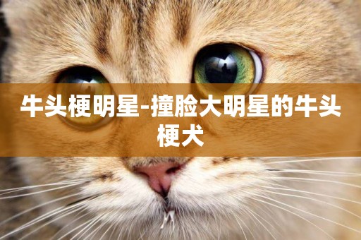 牛頭梗明星-撞臉大明星的牛頭梗犬