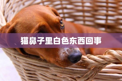 貓鼻子里白色東西回事