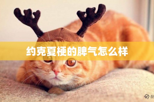 約克夏梗的脾氣怎么樣
