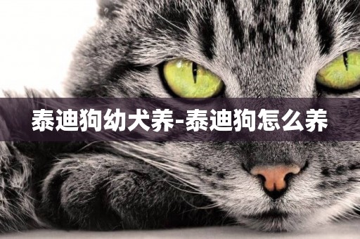 泰迪狗幼犬養-泰迪狗怎么養