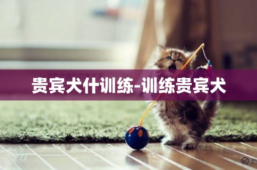 貴賓犬什訓練-訓練貴賓犬