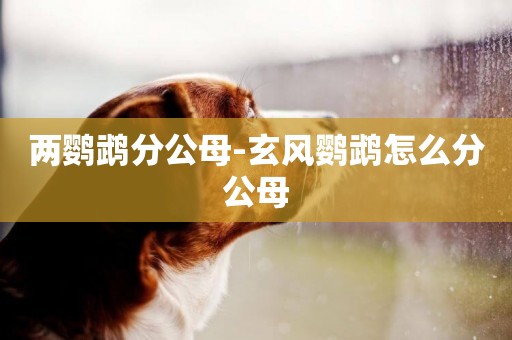 兩鸚鵡分公母-玄風鸚鵡怎么分公母