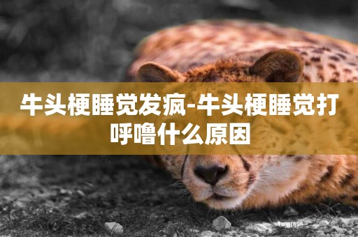 牛頭梗睡覺發瘋-牛頭梗睡覺打呼嚕什么原因
