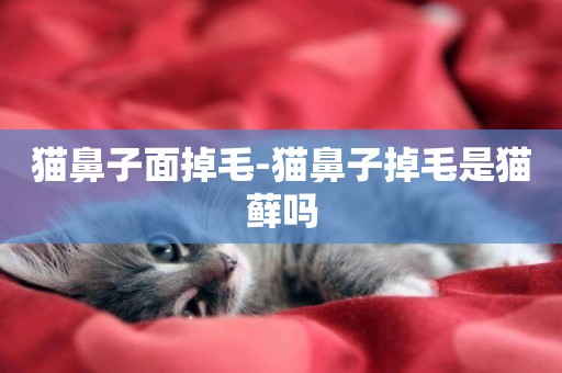 貓鼻子面掉毛-貓鼻子掉毛是貓蘚嗎