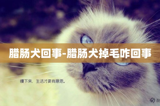 臘腸犬回事-臘腸犬掉毛咋回事