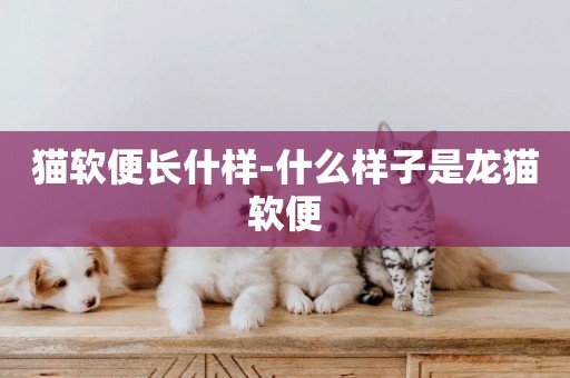 貓軟便長什樣-什么樣子是龍貓軟便