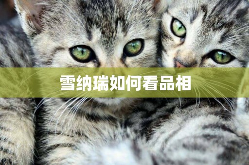 雪納瑞如何看品相