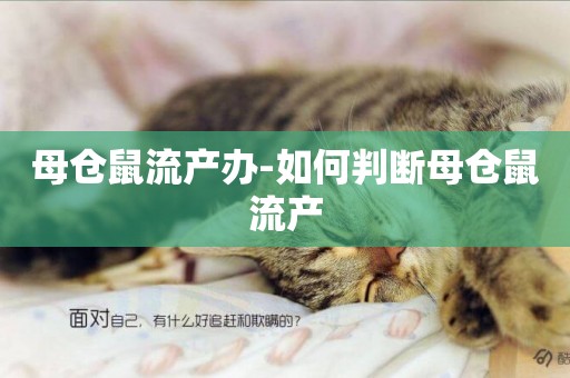 母倉鼠流產辦-如何判斷母倉鼠流產