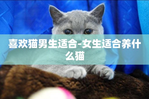 喜歡貓男生適合-女生適合養什么貓