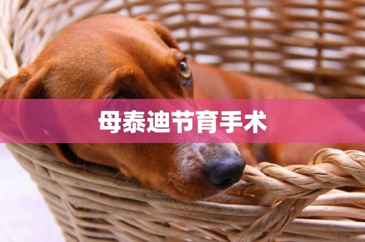 母泰迪節育手術